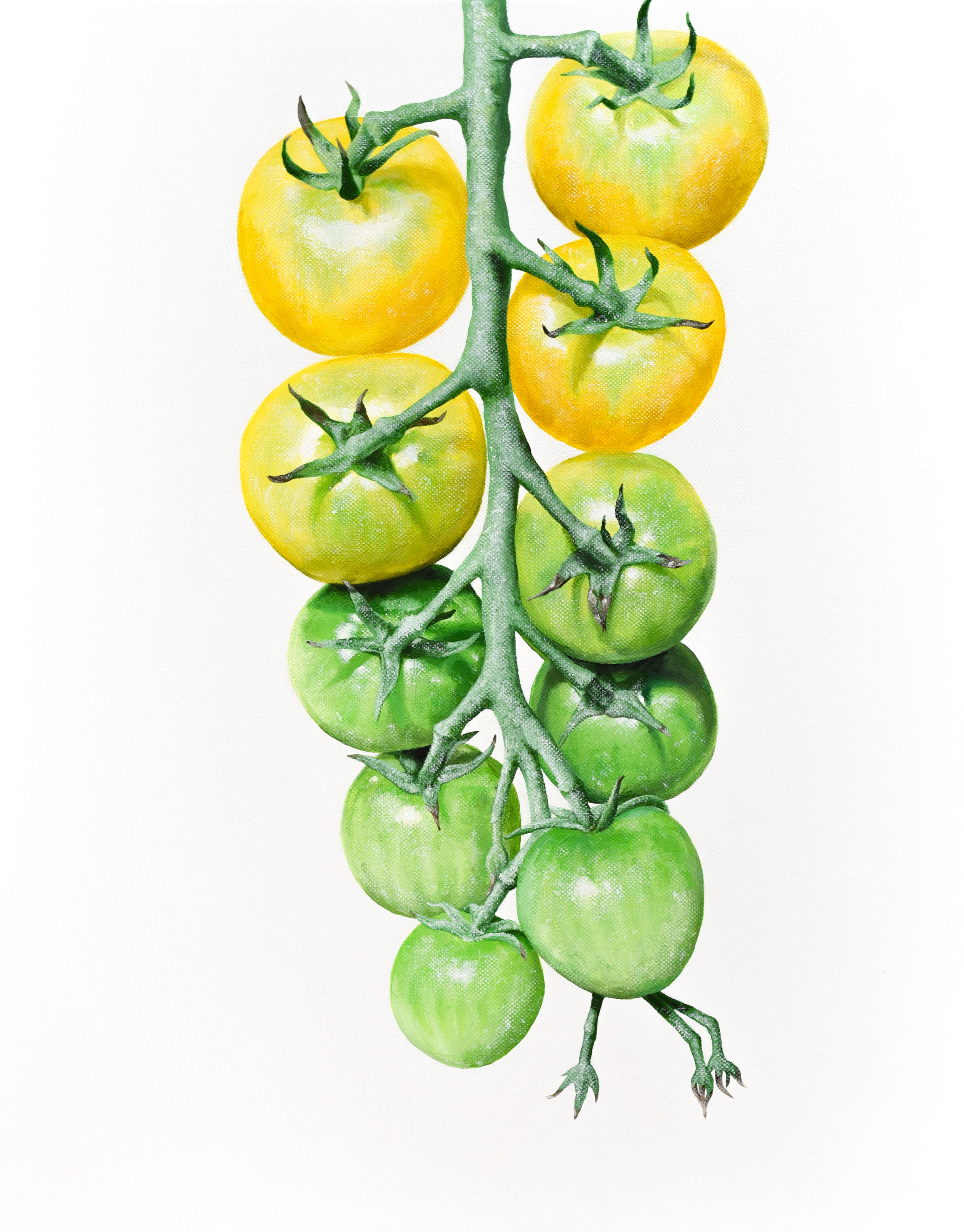 Sungold tomato painting by Kenan Hill